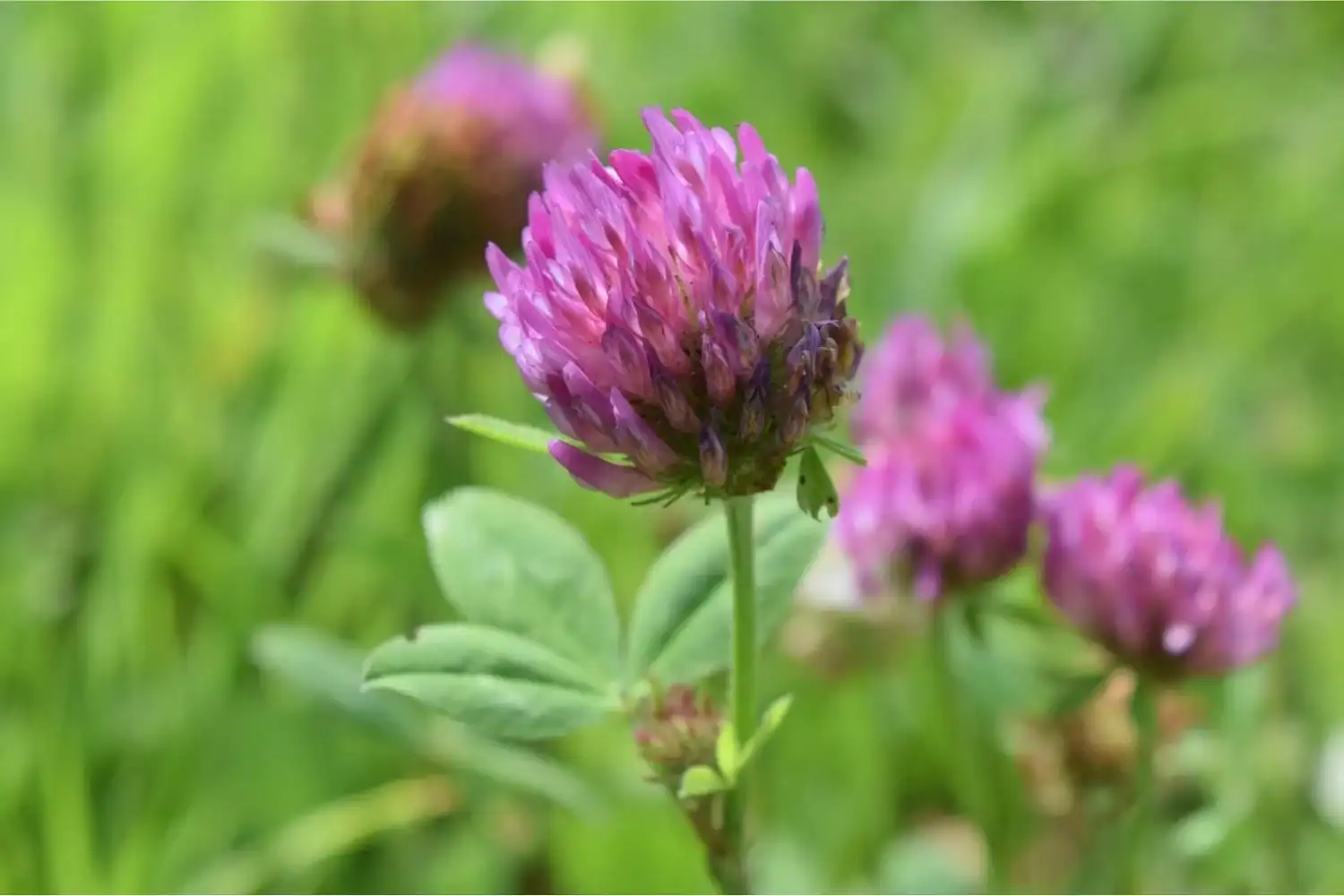 Clover plant with pink flower